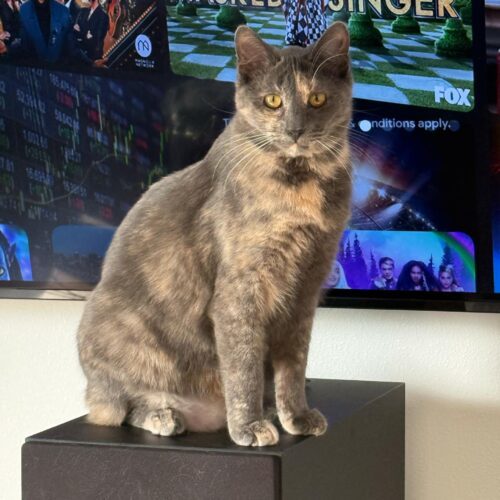 Sephora, an adoptable Domestic Short Hair in Martensdale, IA, 50160 | Photo Image 2