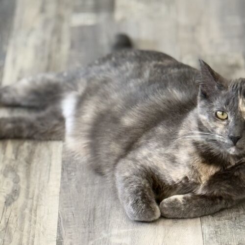 Sephora, an adoptable Domestic Short Hair in Martensdale, IA, 50160 | Photo Image 3