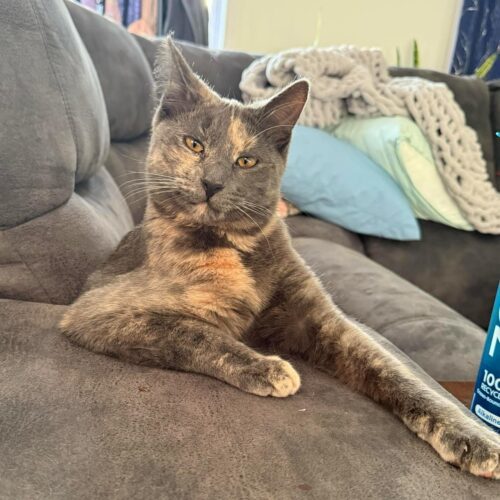 Sephora, an adoptable Domestic Short Hair in Martensdale, IA, 50160 | Photo Image 4