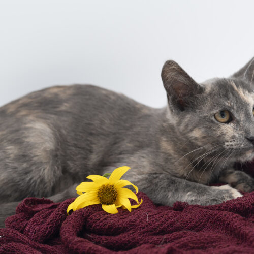 Sephora, an adoptable Domestic Short Hair in Martensdale, IA, 50160 | Photo Image 5