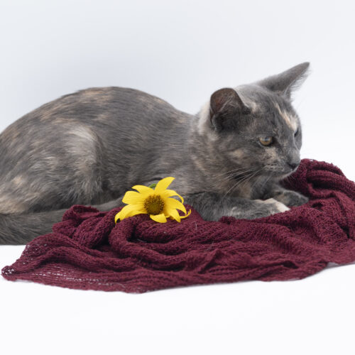 Sephora, an adoptable Domestic Short Hair in Martensdale, IA, 50160 | Photo Image 6