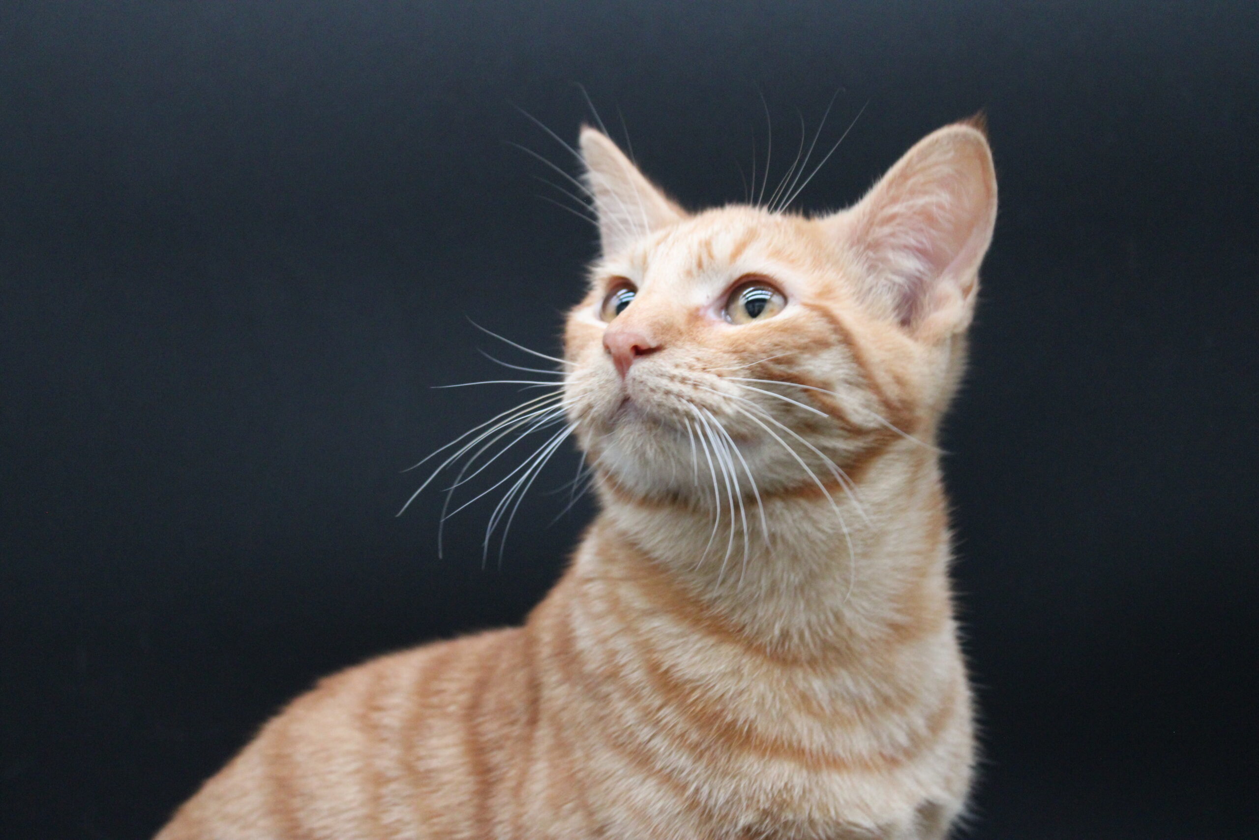 Coty, an adoptable Domestic Short Hair in Martensdale, IA, 50160 | Photo Image 1