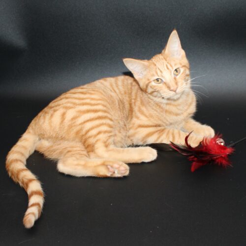 Coty, an adoptable Domestic Short Hair in Martensdale, IA, 50160 | Photo Image 2
