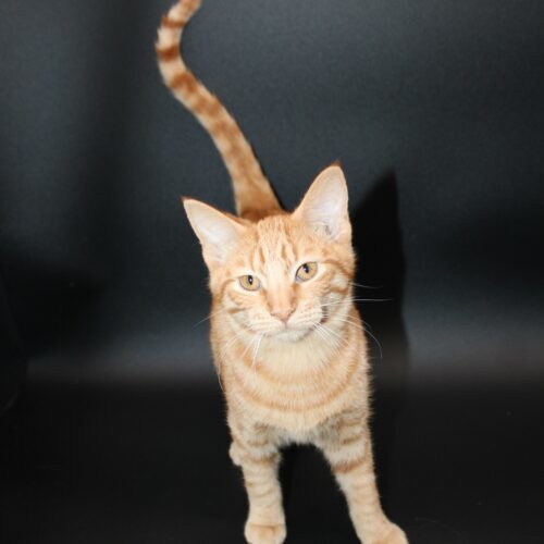 Coty, an adoptable Domestic Short Hair in Martensdale, IA, 50160 | Photo Image 3