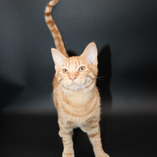 Coty, an adoptable Domestic Short Hair in Martensdale, IA, 50160 | Photo Image 4