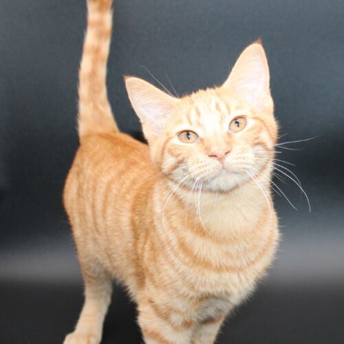 Coty, an adoptable Domestic Short Hair in Martensdale, IA, 50160 | Photo Image 5