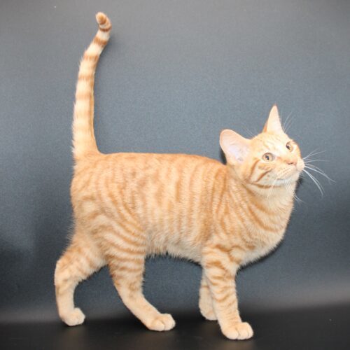 Coty, an adoptable Domestic Short Hair in Martensdale, IA, 50160 | Photo Image 6