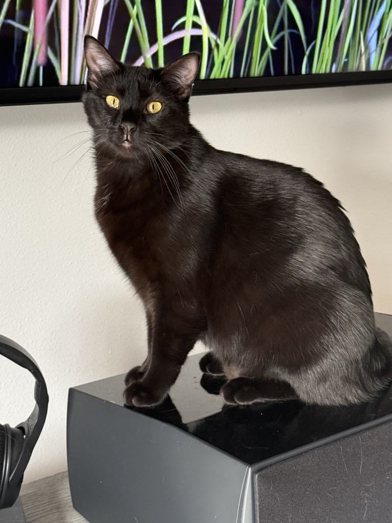 Este, an adoptable Domestic Short Hair in Martensdale, IA, 50160 | Photo Image 1