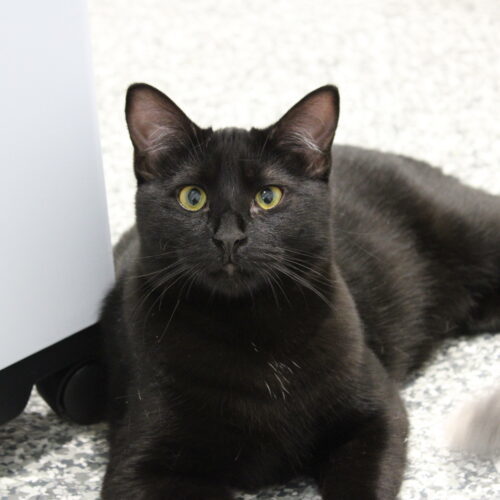 Este, an adoptable Domestic Short Hair in Martensdale, IA, 50160 | Photo Image 3