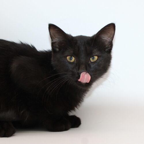 Este, an adoptable Domestic Short Hair in Martensdale, IA, 50160 | Photo Image 4
