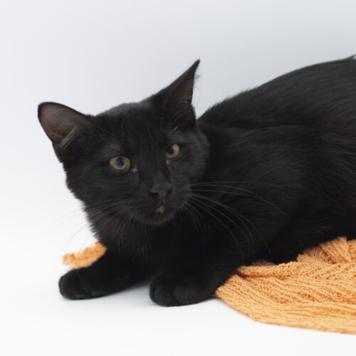 Este, an adoptable Domestic Short Hair in Martensdale, IA, 50160 | Photo Image 5