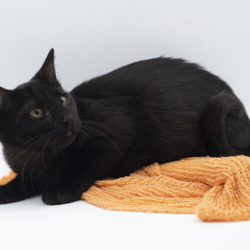 Este, an adoptable Domestic Short Hair in Martensdale, IA, 50160 | Photo Image 6