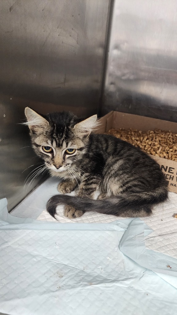 Spooks, an adoptable Domestic Short Hair in Brownwood, TX, 76801 | Photo Image 1