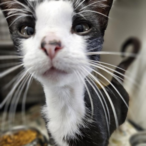 Waffles, an adoptable Domestic Short Hair in Kingman, KS, 67068 | Photo Image 1