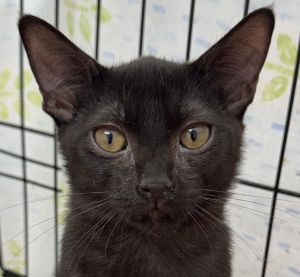 Mickey, Young Male unknown