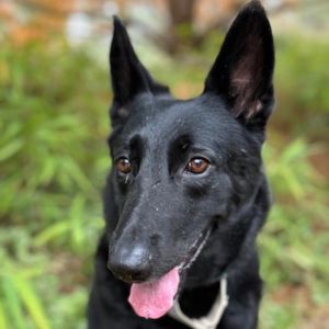 Luma 20623, Senior Female German Shepherd Dog