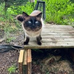 Larsen, an adoptable Himalayan in Rochester, MN, 55903 | Photo Image 4