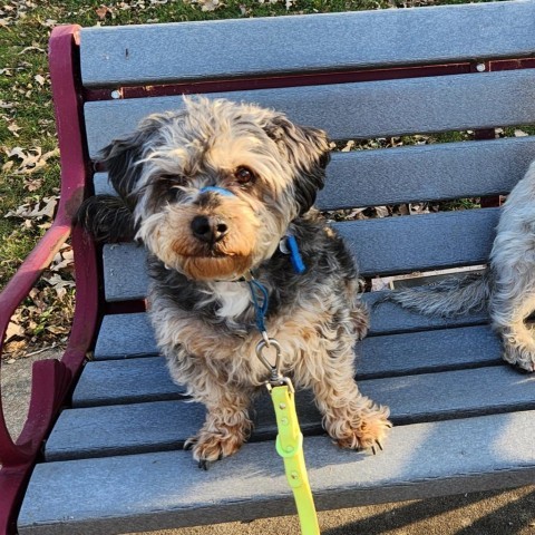 Tanner, an adoptable Schnauzer, Beagle in Rochester, MN, 55903 | Photo Image 1