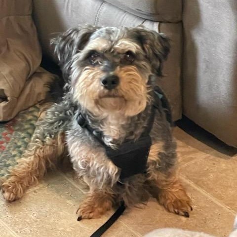 Tanner, an adoptable Schnauzer, Beagle in Rochester, MN, 55903 | Photo Image 2