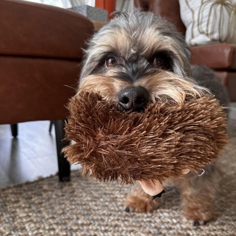 Tanner, an adoptable Schnauzer, Beagle in Rochester, MN, 55903 | Photo Image 3