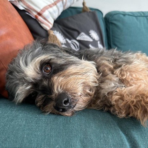 Tanner, an adoptable Schnauzer, Beagle in Rochester, MN, 55903 | Photo Image 4