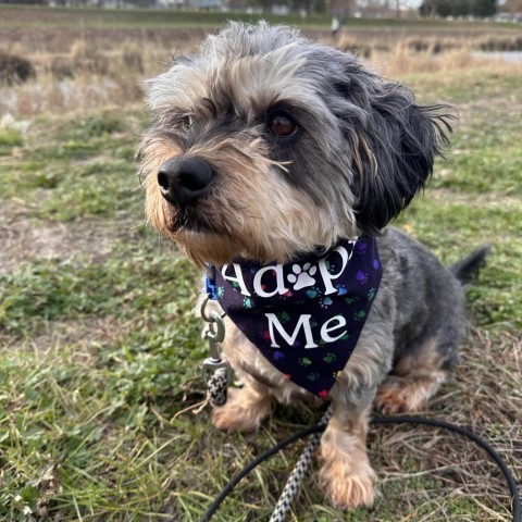 Tanner, an adoptable Schnauzer, Beagle in Rochester, MN, 55903 | Photo Image 5