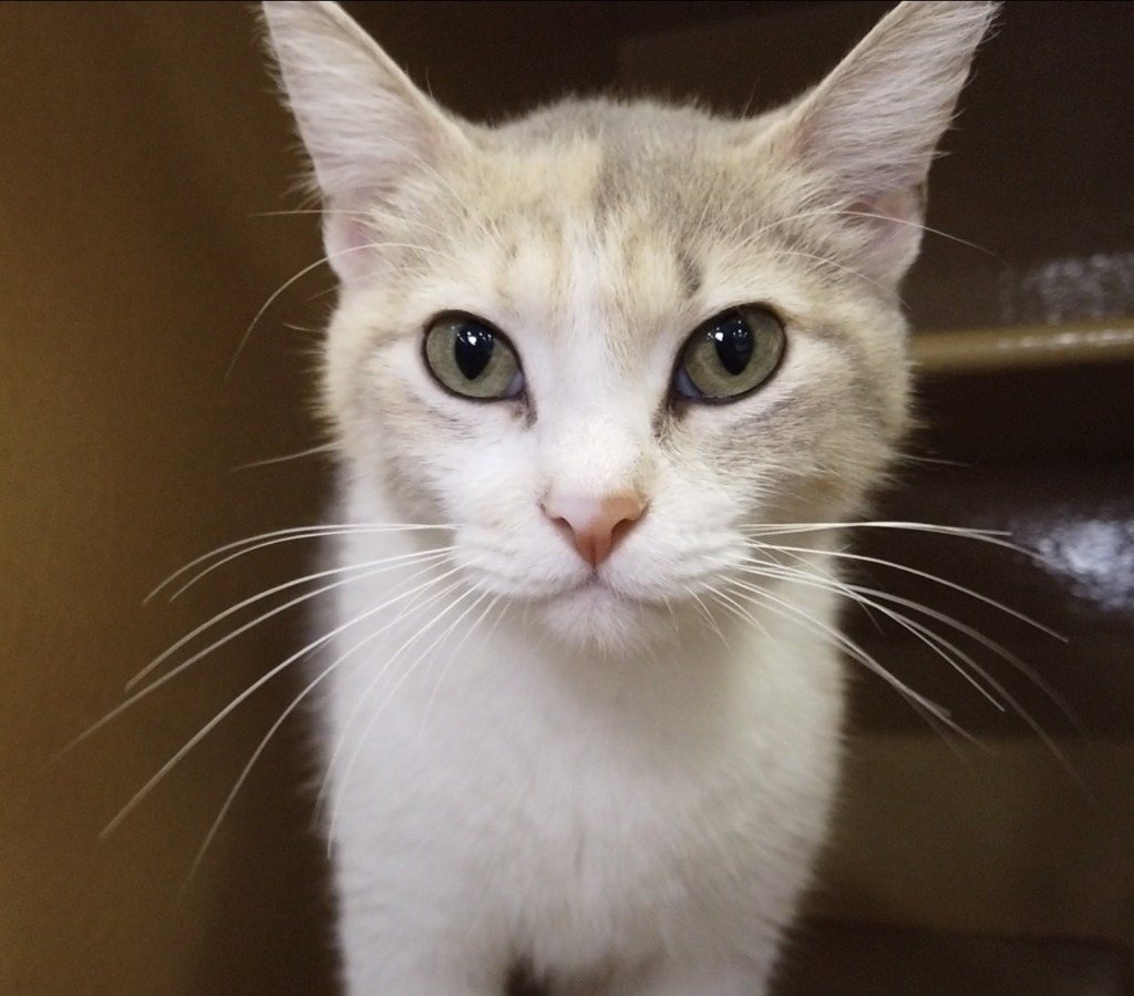 Treasure, an adoptable Domestic Short Hair in Midland, TX, 79707 | Photo Image 1