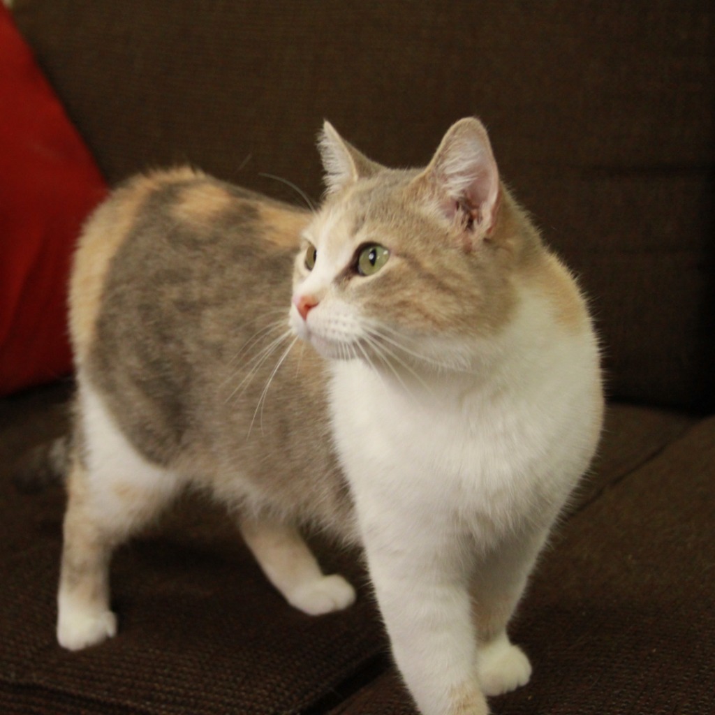 Treasure, an adoptable Domestic Short Hair in Midland, TX, 79707 | Photo Image 1