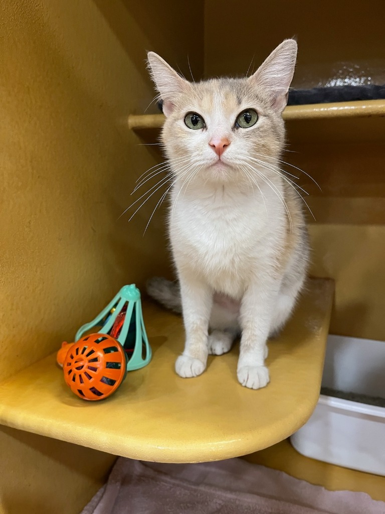 Treasure, an adoptable Domestic Short Hair in Midland, TX, 79707 | Photo Image 2