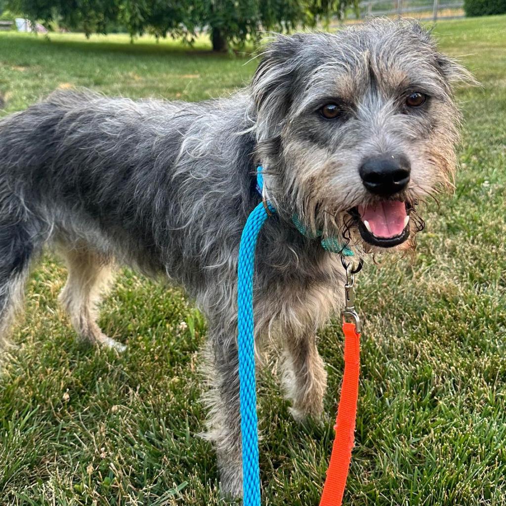 Fritz, an adoptable Schnauzer, Terrier in Phoenix, MD, 21131 | Photo Image 1