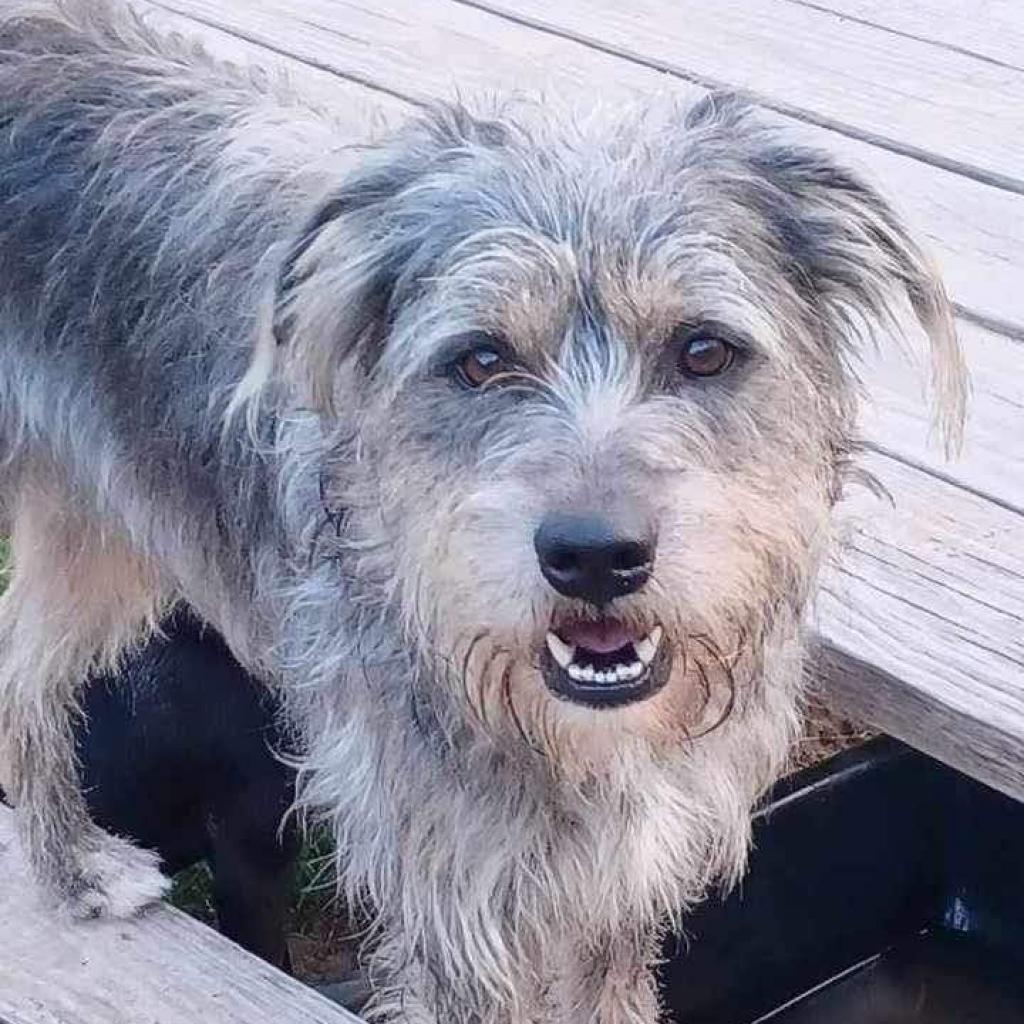 Fritz, an adoptable Schnauzer, Terrier in Phoenix, MD, 21131 | Photo Image 2