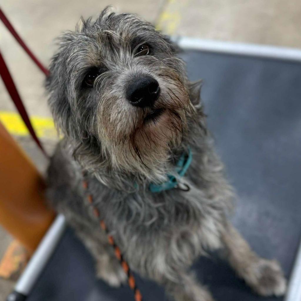 Fritz, an adoptable Schnauzer, Terrier in Phoenix, MD, 21131 | Photo Image 3