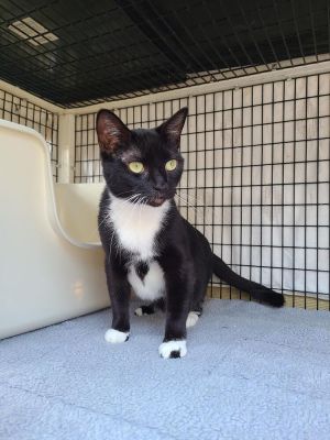 Approximate DOB 4162021 Meet Sydney Sydney is a super friendly affectionate and very loving gi