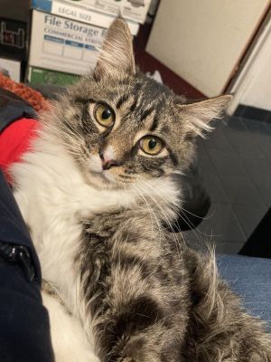 Approximate date of birth 312022 Angelito is full of energy and playful He is very inquisitive a