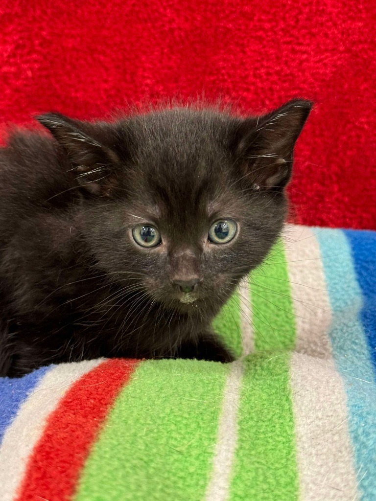 Logos, an adoptable Domestic Medium Hair in Brookings, OR, 97415 | Photo Image 1