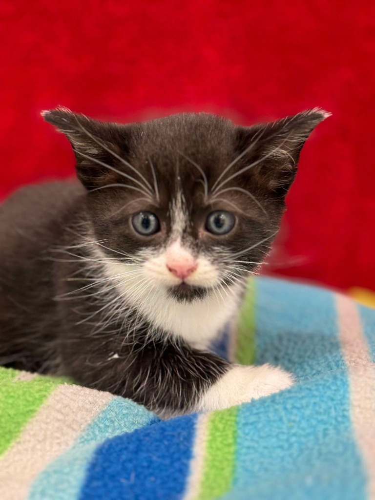 Signus, an adoptable Domestic Medium Hair in Brookings, OR, 97415 | Photo Image 1