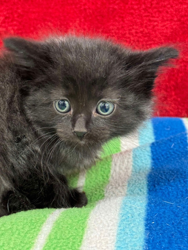 Freia, an adoptable Domestic Medium Hair in Brookings, OR, 97415 | Photo Image 1