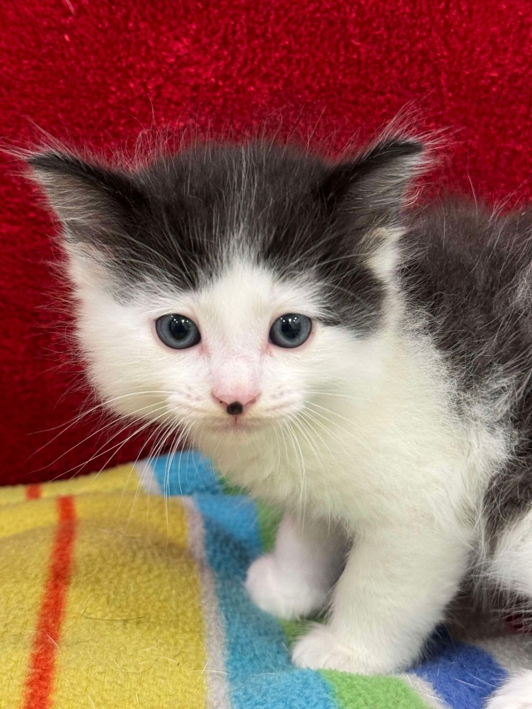 Castor, an adoptable Domestic Medium Hair in Brookings, OR, 97415 | Photo Image 1