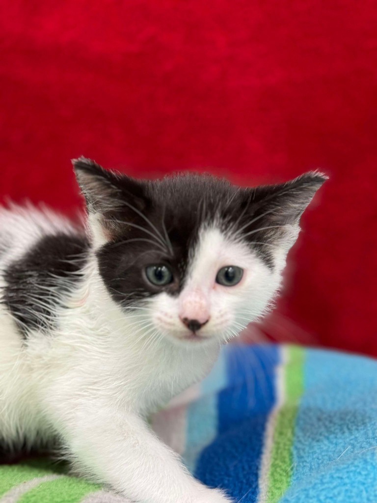 Pollux, an adoptable Domestic Medium Hair in Brookings, OR, 97415 | Photo Image 1