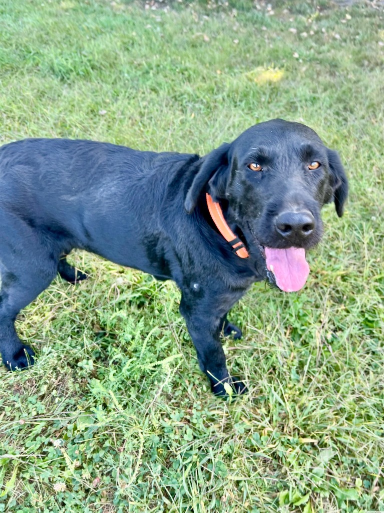 Sammy, an adoptable Pointer, Wirehaired Pointing Griffon in Saint James, MN, 56081 | Photo Image 1