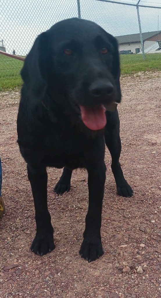 Sammy, an adoptable Pointer, Wirehaired Pointing Griffon in Saint James, MN, 56081 | Photo Image 2