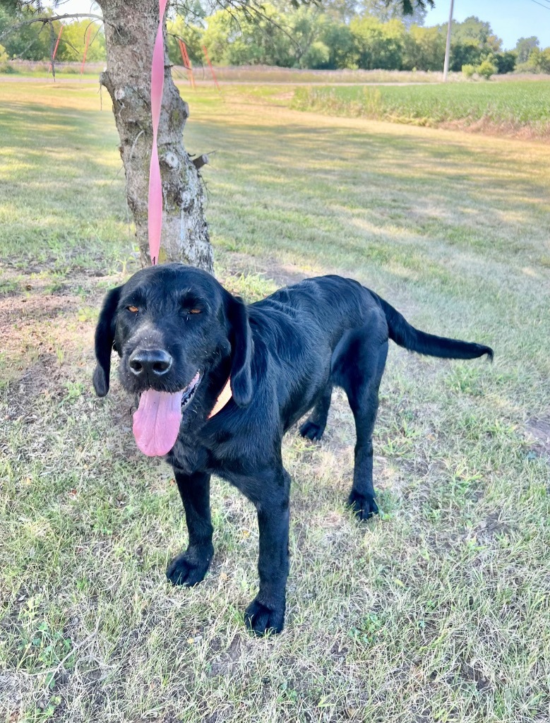 Sammy, an adoptable Pointer, Wirehaired Pointing Griffon in Saint James, MN, 56081 | Photo Image 3