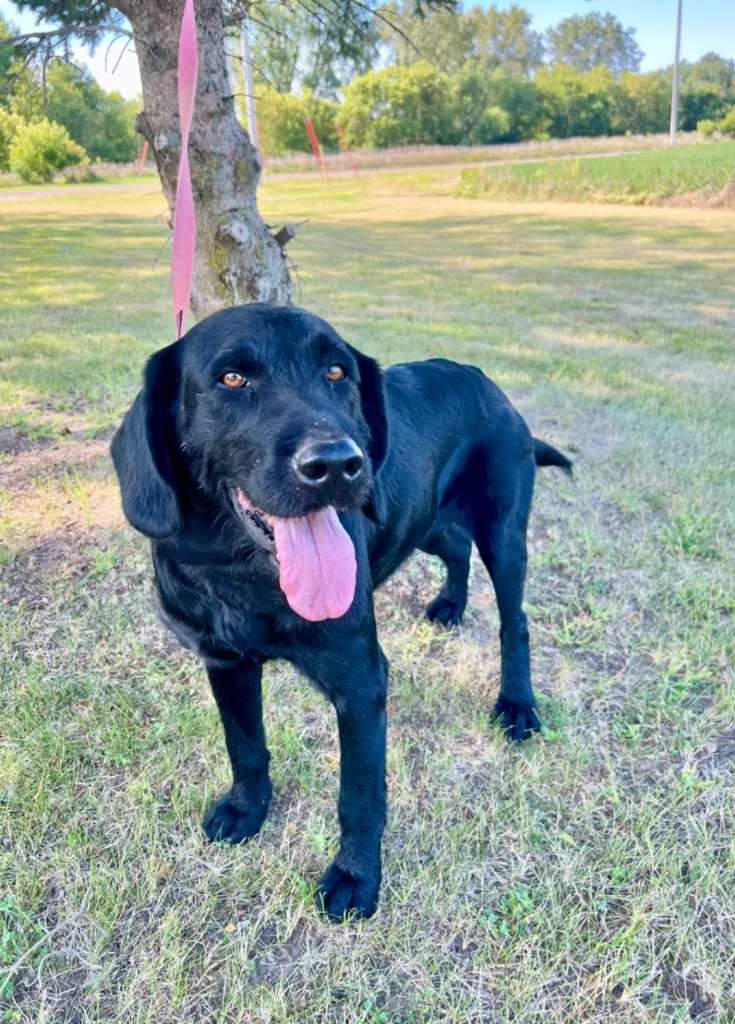 Sammy, an adoptable Pointer, Wirehaired Pointing Griffon in Saint James, MN, 56081 | Photo Image 4