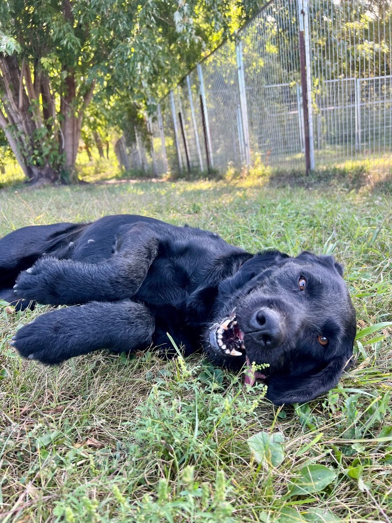 Sammy, an adoptable Pointer, Wirehaired Pointing Griffon in Saint James, MN, 56081 | Photo Image 5