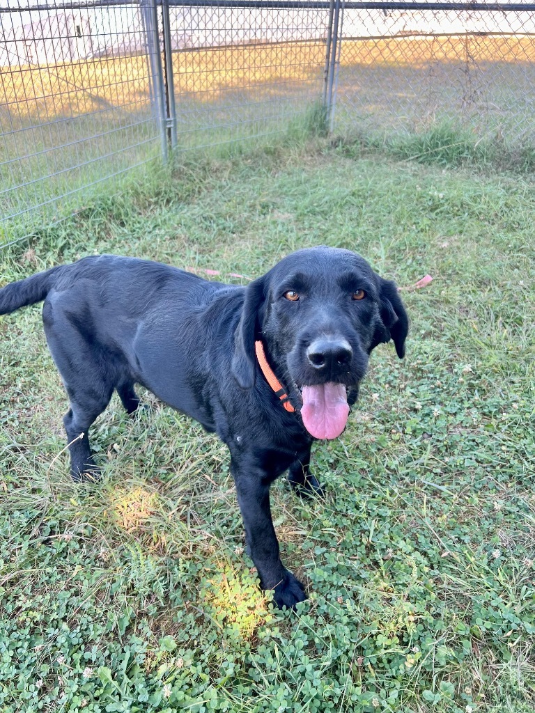 Sammy, an adoptable Pointer, Wirehaired Pointing Griffon in Saint James, MN, 56081 | Photo Image 6
