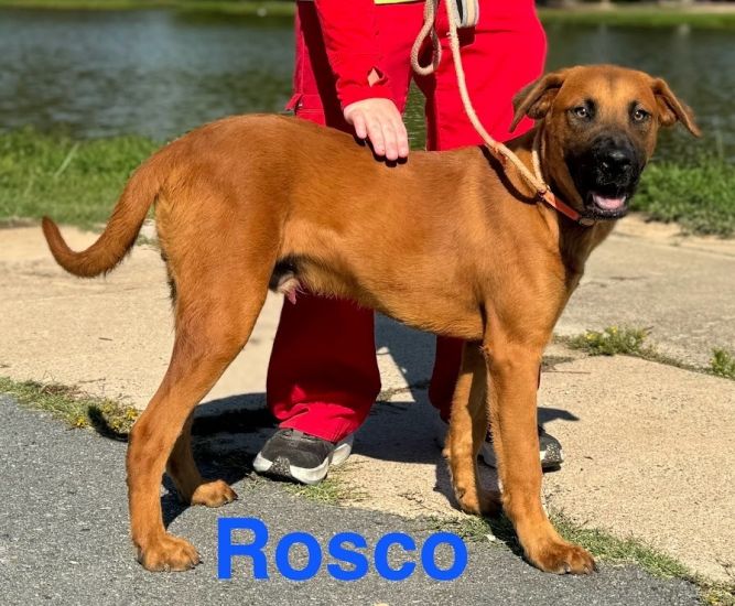 Rosco aka Rally