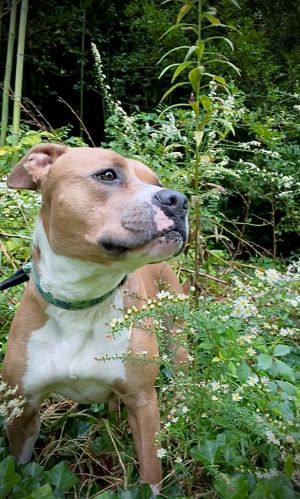 Tawney, Adult Female Pit Bull Terrier