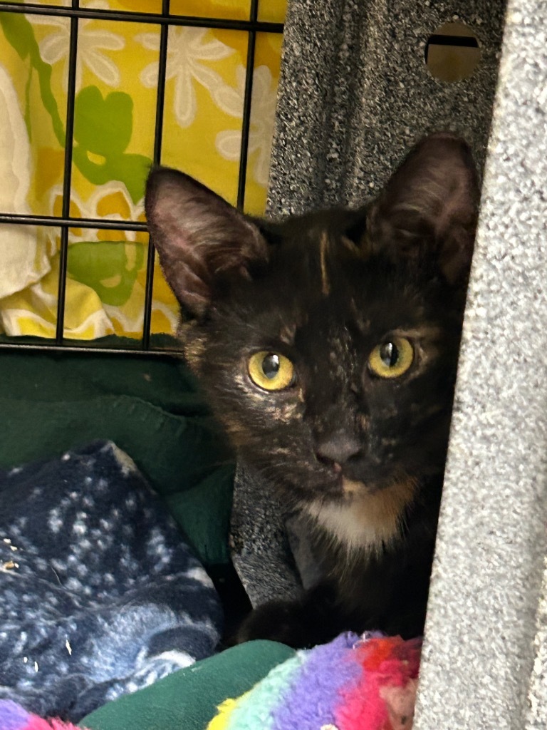 Kitty 13/Tabitha