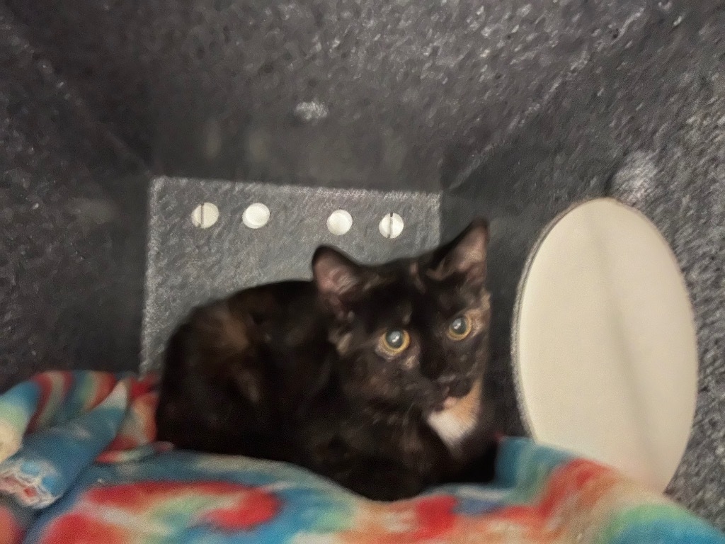 Kitty 13/Tabitha