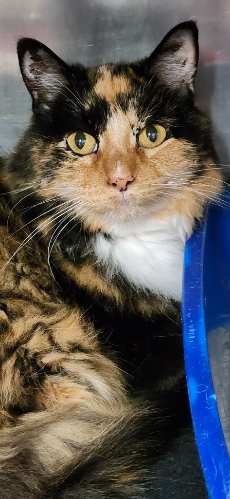 Tinger, an adoptable Domestic Long Hair in Virginia, MN, 55792 | Photo Image 1